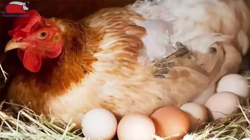 Trứng gà không có trống có nở được không? 13 Trứng gà không có trống có nở được không?