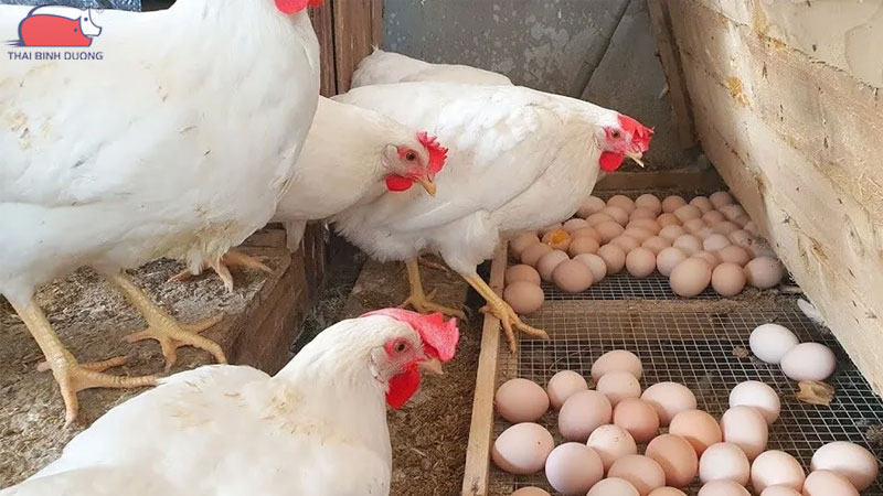 Trứng gà không có trống có nở được không? 14 Trứng gà không có trống có nở được không?