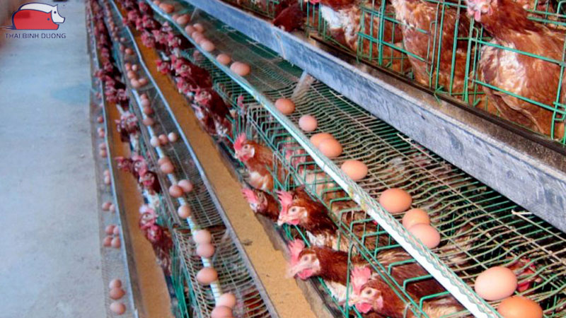 Trứng gà không có trống có nở được không? 15 Trứng gà không có trống có nở được không?