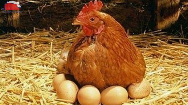 Trứng gà không có trống có nở được không? 12 Trứng gà không có trống có nở được không?