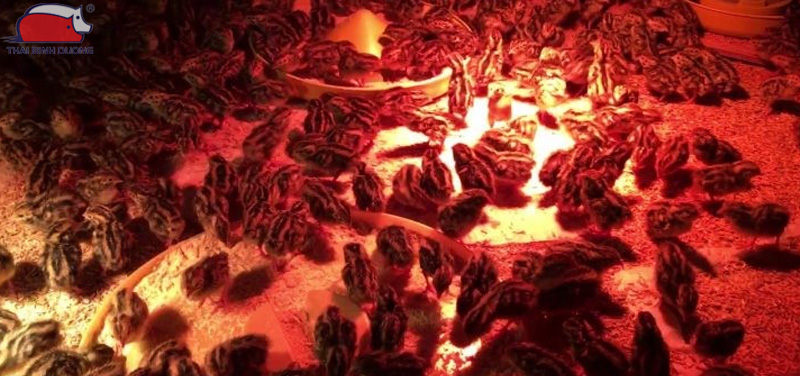 Kỹ thuật úm và kiểm soát môi trường