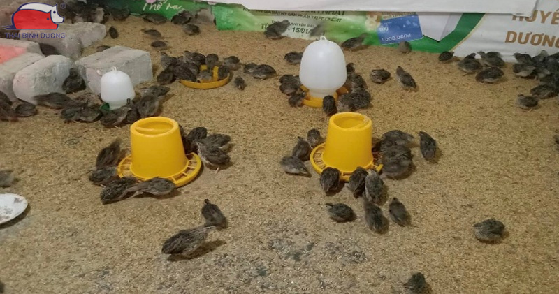 Cách cho chim cút uống nước đúng cách