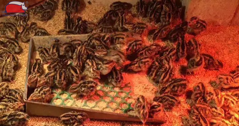 Thức ăn và chế độ dinh dưỡng