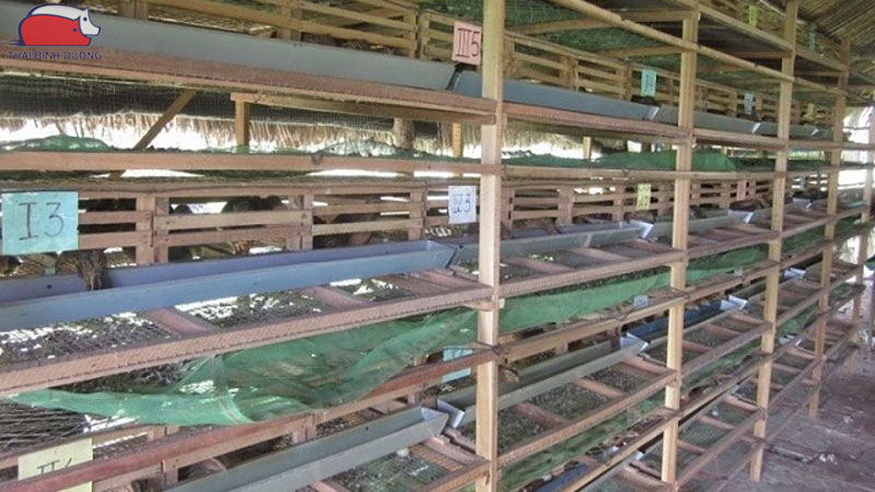 Cách làm chuồng nuôi cút đẻ và kỹ thuật nuôi cút sinh sản hiệu quả