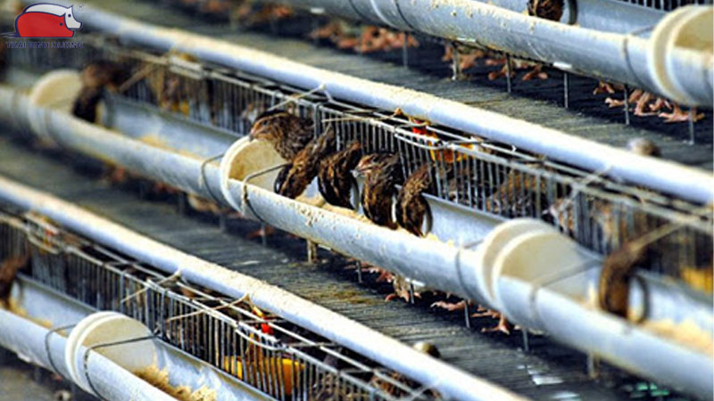 Cách làm chuồng nuôi cút đẻ và kỹ thuật nuôi cút sinh sản hiệu quả