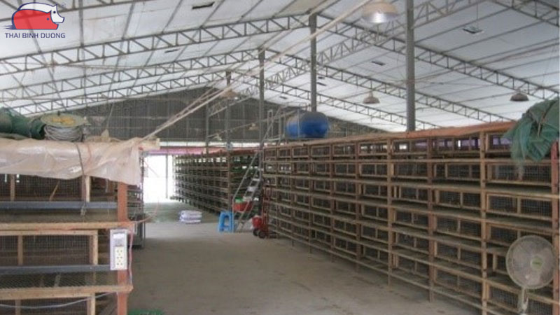 Cách làm chuồng nuôi cút đẻ và kỹ thuật nuôi cút sinh sản hiệu quả