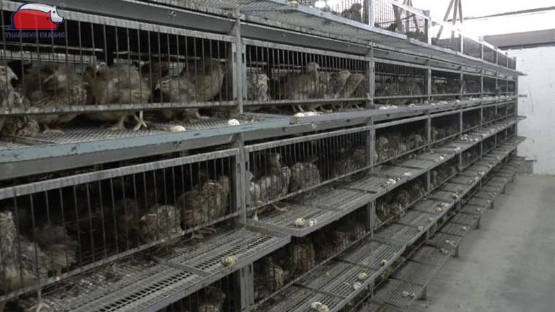 Cách làm chuồng nuôi cút đẻ và kỹ thuật nuôi cút sinh sản hiệu quả