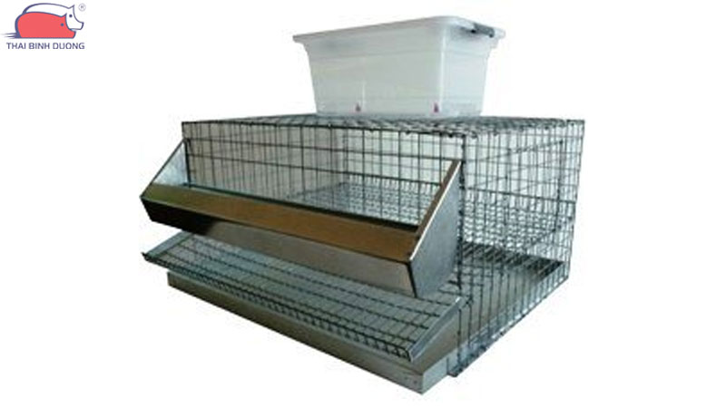 Quy trình kỹ thuật và cách nuôi chim cút tại nhà đơn giản và hiệu quả