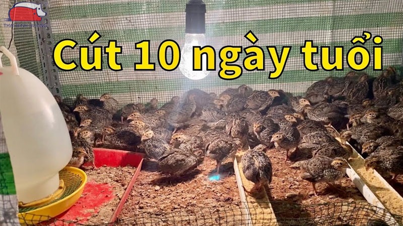 Quy trình kỹ thuật và cách nuôi chim cút tại nhà đơn giản và hiệu quả