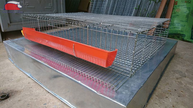 Quy trình kỹ thuật và cách nuôi chim cút tại nhà đơn giản và hiệu quả