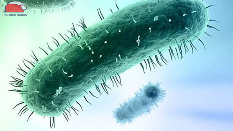 Cách trị gà bị khò khè, chảy nước mũi dứt điểm chỉ sau 3 ngày