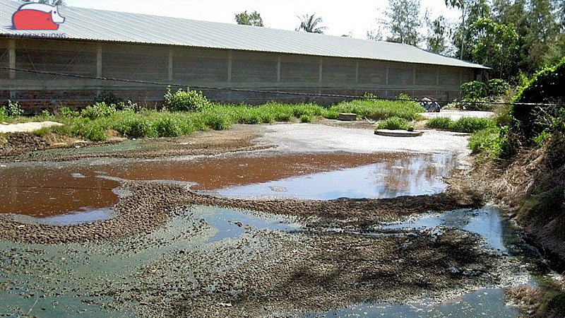 Cách trị gà bị khò khè, chảy nước mũi dứt điểm chỉ sau 3 ngày