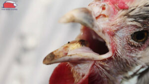 cach tri ga bi kho khe