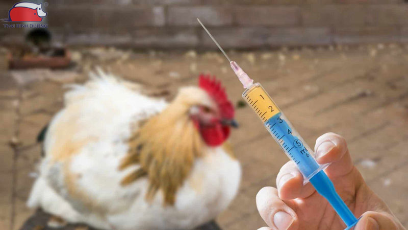 Cách trị gà bị khò khè, chảy nước mũi dứt điểm chỉ sau 3 ngày