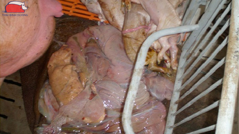 Hướng dẫn cách xử lý khi lợn bị sảy thai