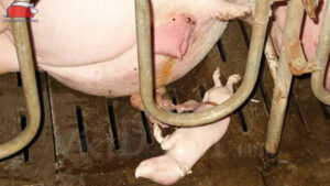 cach xu ly khi lon bi say thai 2