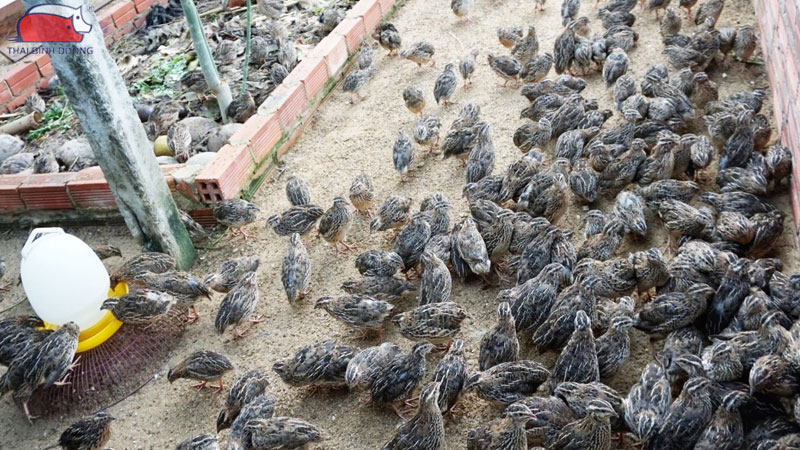 Mô hình kỹ thuật và hạch toán chi phí nuôi cút thịt chi tiết