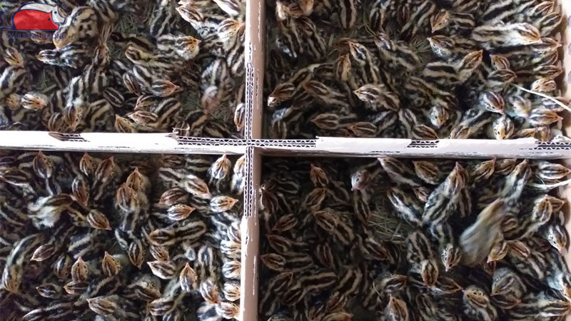 Mô hình kỹ thuật và hạch toán chi phí nuôi cút thịt chi tiết