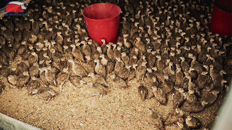 Mô hình kỹ thuật và hạch toán chi phí nuôi cút thịt chi tiết