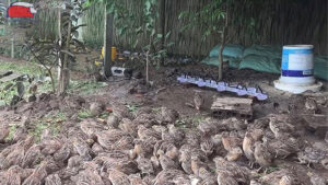 chi phi nuoi cut thit