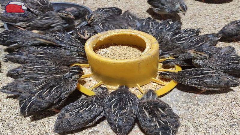 Mô hình kỹ thuật và hạch toán chi phí nuôi cút thịt chi tiết