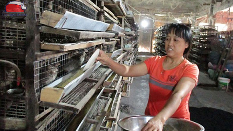 Mô hình kỹ thuật và hạch toán chi phí nuôi cút thịt chi tiết