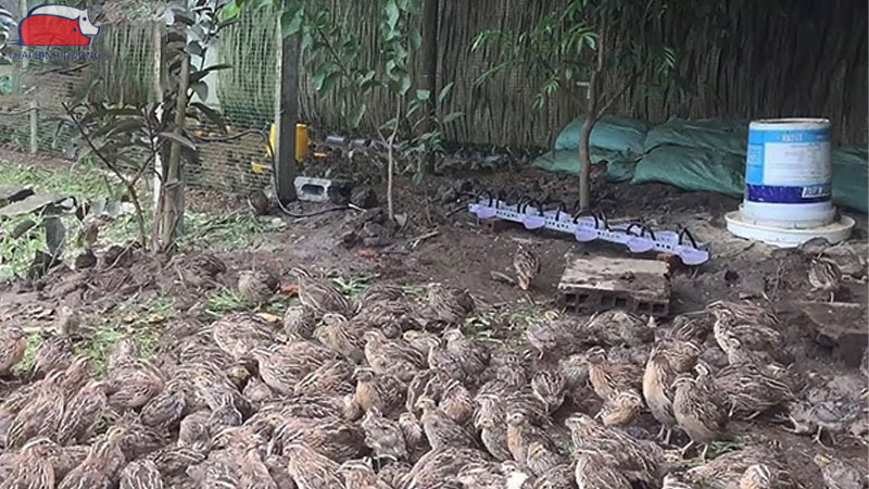 Mô hình kỹ thuật và hạch toán chi phí nuôi cút thịt chi tiết