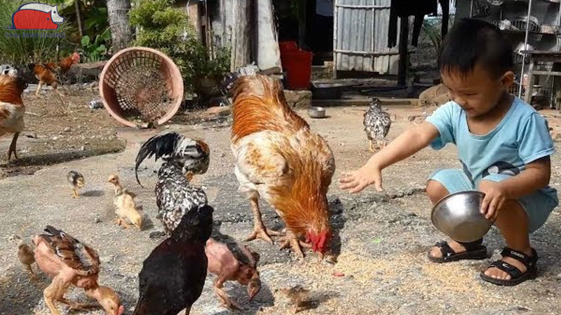 Phương pháp nuôi gà ăn thóc tối ưu và hiệu quả nhất