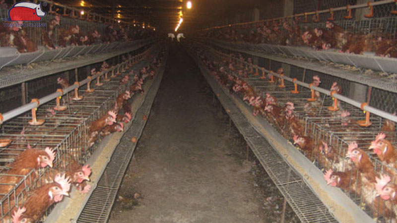 Gà bị nấm họng: Nguyên nhân, triệu chứng và cách điều trị