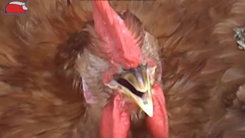 Gà bị nấm họng: Nguyên nhân, triệu chứng và cách điều trị