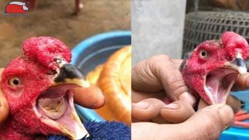 Gà bị nấm họng: Nguyên nhân, triệu chứng và cách điều trị