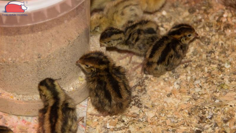 Bảng giá chim cút giống, cút thịt hôm nay cập nhật chi tiết