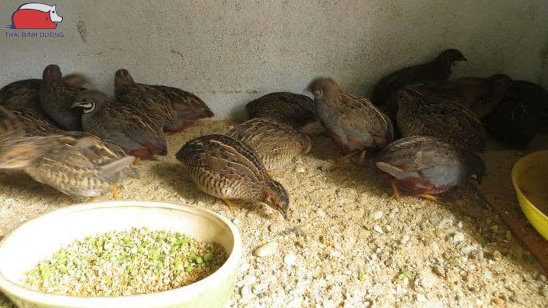 Bảng giá chim cút giống, cút thịt hôm nay cập nhật chi tiết