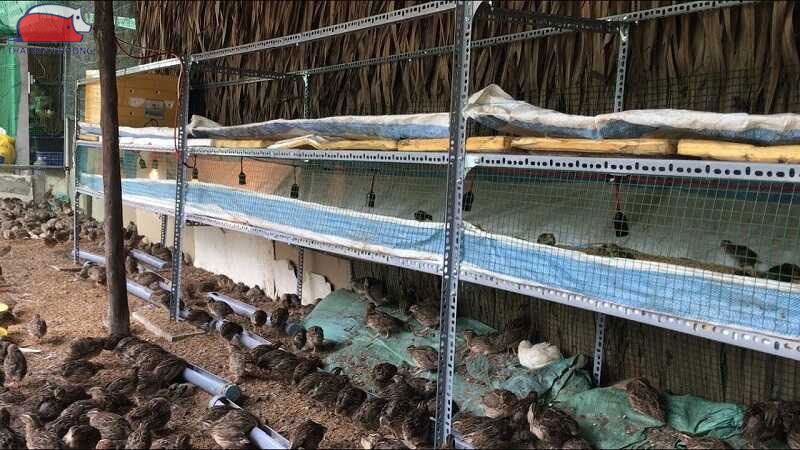 Mô hình nuôi chim cút thả vườn năng suất cao, dễ áp dụng