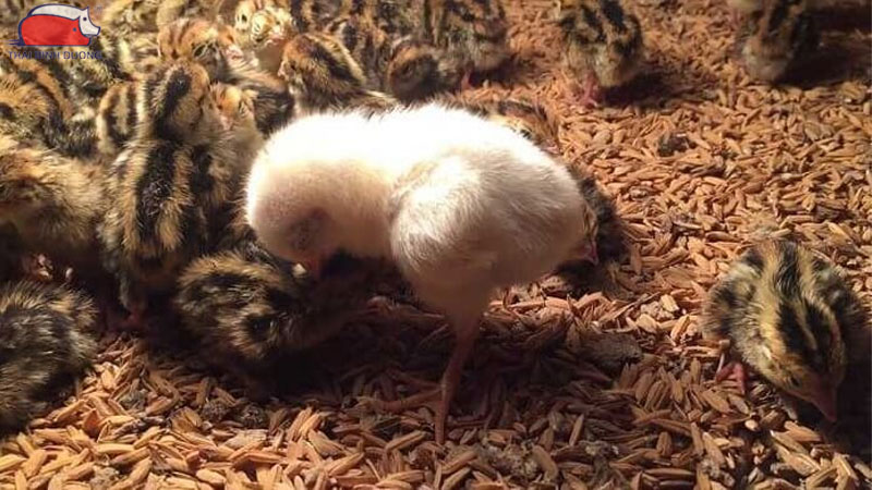 Mô hình nuôi chim cút thả vườn năng suất cao, dễ áp dụng