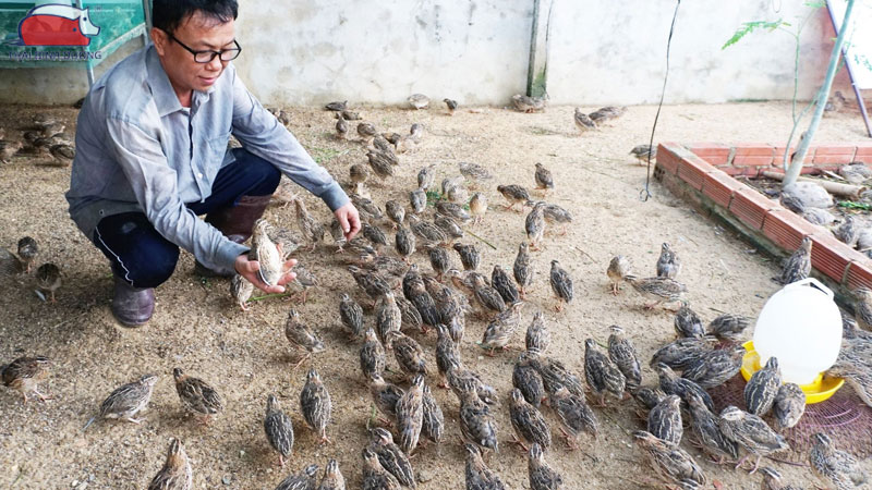 Mô hình nuôi chim cút thả vườn năng suất cao, dễ áp dụng