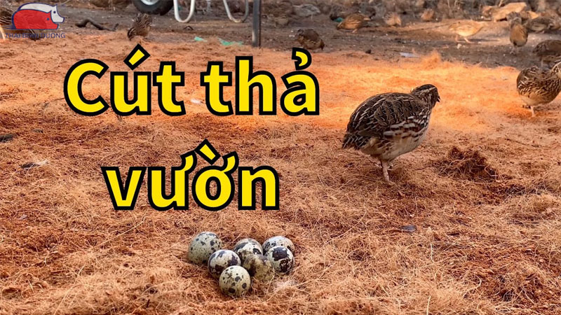 Mô hình nuôi chim cút thả vườn năng suất cao, dễ áp dụng