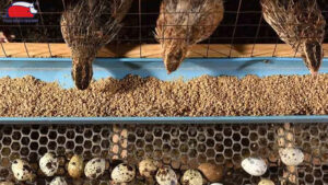 thuc an cho chim cut 3