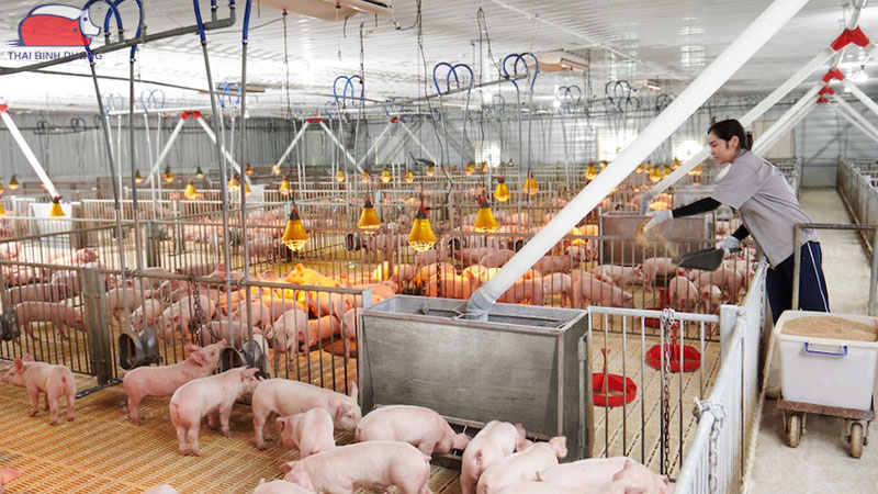 Các mô hình ứng dụng chăn nuôi công nghệ cao phổ biến hiện nay