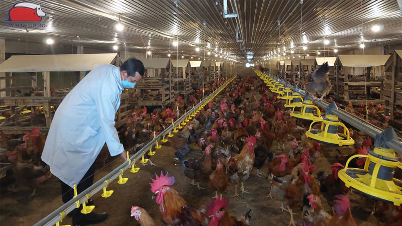 Các mô hình ứng dụng chăn nuôi công nghệ cao phổ biến hiện nay