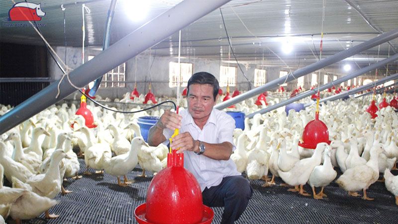 Các mô hình ứng dụng chăn nuôi công nghệ cao phổ biến hiện nay