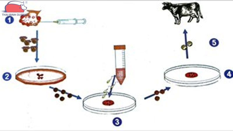 Mô hình ứng dụng công nghệ sinh học trong chăn nuôi