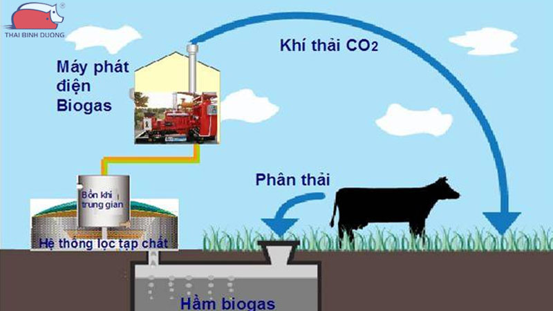 Mô hình ứng dụng công nghệ sinh học trong chăn nuôi