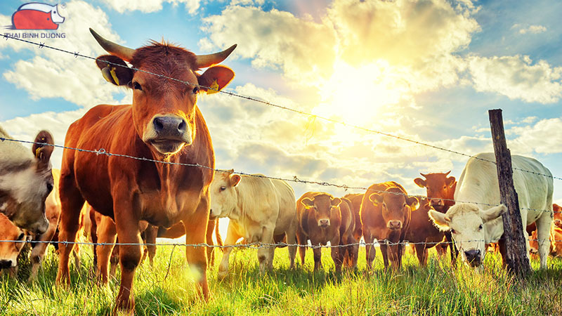 Mô hình ứng dụng công nghệ sinh học trong chăn nuôi