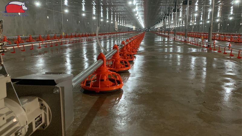 Hệ thống cho gà ăn tự động hiệu quả cao, tiết kiệm chi phí 22 Hệ thống cho gà ăn tự động hiệu quả cao, tiết kiệm chi phí