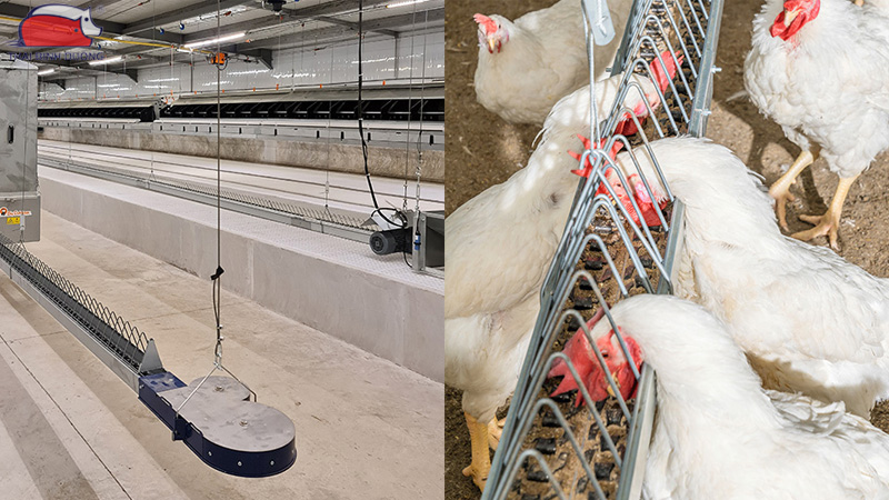 Hệ thống cho gà ăn tự động hiệu quả cao, tiết kiệm chi phí 23 Hệ thống cho gà ăn tự động hiệu quả cao, tiết kiệm chi phí