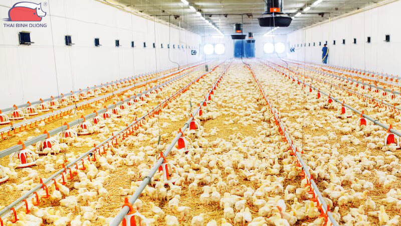 Hệ thống cho gà ăn tự động hiệu quả cao, tiết kiệm chi phí 24 Hệ thống cho gà ăn tự động hiệu quả cao, tiết kiệm chi phí