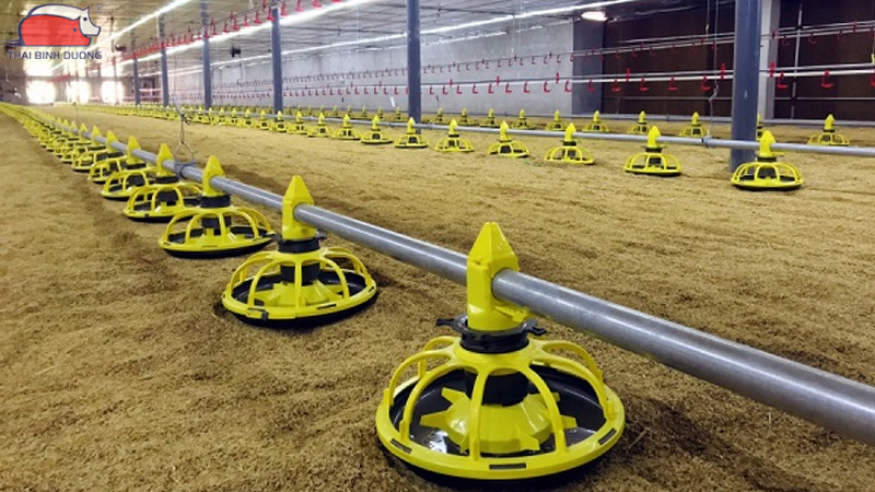 Hệ thống cho gà ăn tự động hiệu quả cao, tiết kiệm chi phí 21 Hệ thống cho gà ăn tự động hiệu quả cao, tiết kiệm chi phí