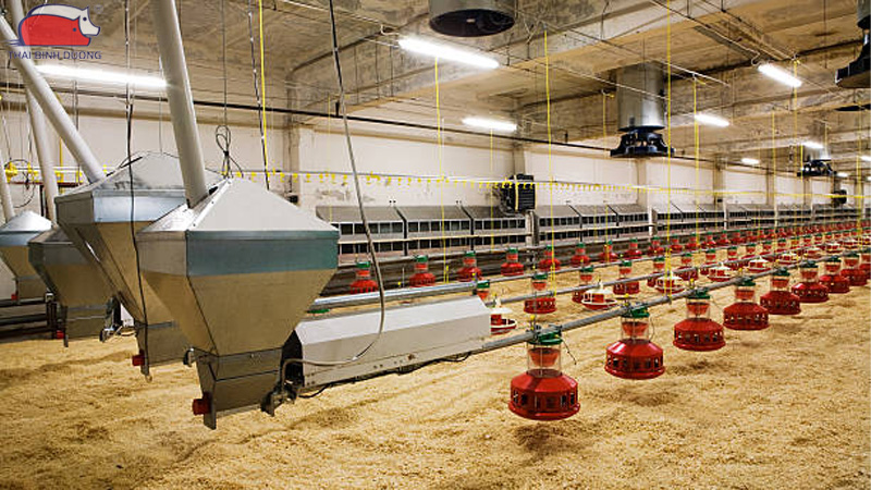 Hệ thống cho heo ăn tự động và lợi ích trong chăn nuôi 40 Hệ thống cho heo ăn tự động và lợi ích trong chăn nuôi