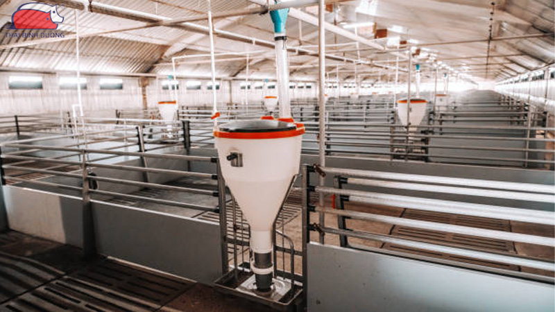 Hệ thống cho heo ăn tự động và lợi ích trong chăn nuôi 41 Hệ thống cho heo ăn tự động và lợi ích trong chăn nuôi